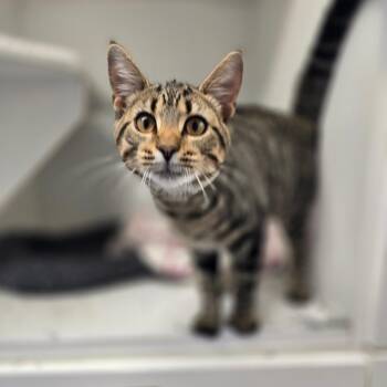 Chestnut -  Domestic Short Hair Cat for Adoption in Jasper, Indiana - Chestnut | PetCurious