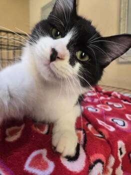 Domestic Medium Hair Cats Available for Adoption in Salinas, California - Suzette | PetCurious