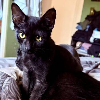 Flounder -  Domestic Short Hair Cat for Adoption - Flounder | PetCurious