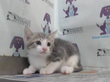 A600438 -  Domestic Short Hair Cat for Adoption in Orlando, Florida - A600438 | PetCurious