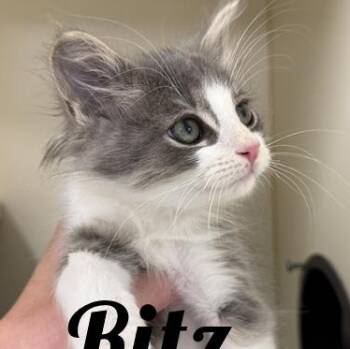 Ritz -  Domestic Medium Hair Cat for Adoption in Manistee, Michigan - Ritz | PetCurious