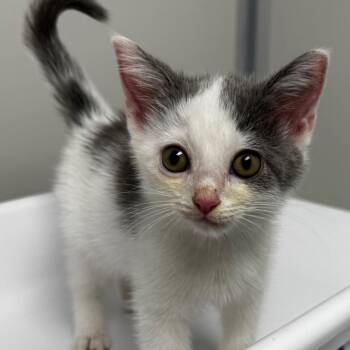 Haystack -  Domestic Short Hair Cat for Adoption in Concord, North Carolina - Haystack | PetCurious