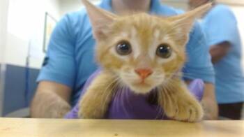 KIWI -  Domestic Short Hair Cat for Adoption in Doral, Florida - KIWI | PetCurious