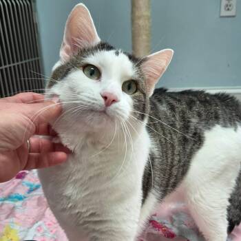 Peanut -  Domestic Short Hair Cat for Adoption in Fall River, Massachusetts - Peanut | PetCurious