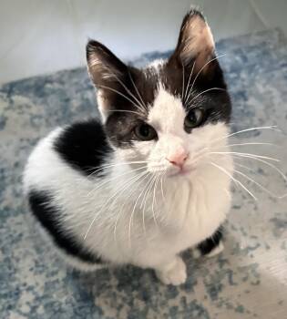 Domestic Short Hair Cats Available for Adoption - Marble | PetCurious