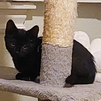 Domestic Short Hair Cats Available for Adoption in Nampa, Idaho - Snickers | PetCurious