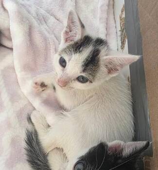 Golden -  Domestic Short Hair Cat for Adoption in Clinton, Missouri - Golden | PetCurious