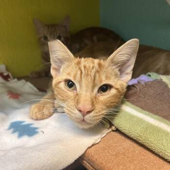 Anthony (Tony) -  Domestic Short Hair Cat for Adoption in Fresno, California - Anthony (Tony) | PetCurious