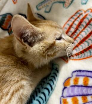 Taco -  Domestic Short Hair Cat Available for Adoption in Elkins, West Virginia - Taco | PetCurious