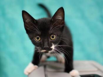 Shinichi -  Domestic Short Hair Cat for Adoption in Portland, Oregon - Shinichi | PetCurious