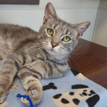 Keeper -  Tabby Cat for Adoption in Marshfield, Wisconsin - Keeper | PetCurious