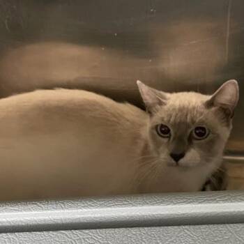 1165-C26 -  Siamese Cat for Adoption in Port Charlotte, Florida - 1165-C26 | PetCurious
