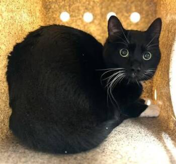 Domestic Short Hair Cats Available for Adoption - Harvey | PetCurious