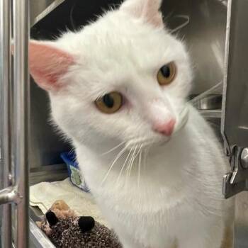 Domestic Short Hair Cats Available for Adoption - Artic | PetCurious