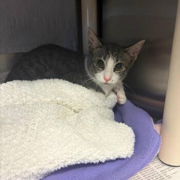 Dee Dee -  Domestic Short Hair Cat for Adoption in Hendersonville, North Carolina - Dee Dee | PetCurious