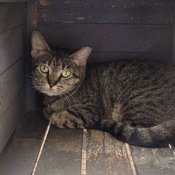 Rescue Domestic Short Hair Cats for Adoption in Laredo, Texas - Lady | PetCurious