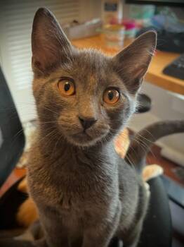 Rescue Domestic Short Hair Cats for Adoption in Minneapolis, Minnesota - Ramyeon | PetCurious