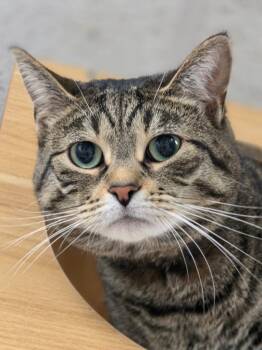 Domestic Short Hair Cats Available for Adoption in Huntington, Indiana - Stripes | PetCurious