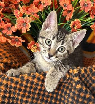 5/1/26 Kain -  Domestic Short Hair Cat for Adoption in Stillwater, Oklahoma - 5/1/26 Kain | PetCurious