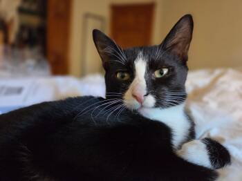 Puffball -  Domestic Short Hair Cat for Adoption - Puffball | PetCurious