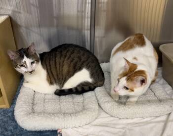 Leo & Maverick -  Tabby and Domestic Short Hair Cat for Adoption in Columbia, South Carolina - Leo & Maverick | PetCurious