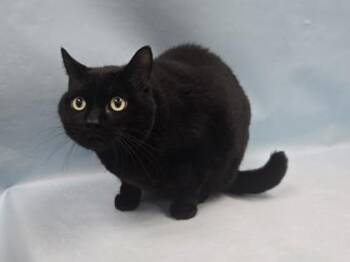 Onyx -  Domestic Short Hair Cat for Adoption in Minneapolis, Minnesota - Onyx | PetCurious