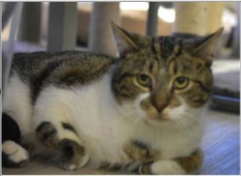 Domestic Short Hair and Tabby Cats Available for Adoption in Greenfield, Indiana - Gabe | PetCurious