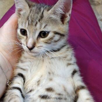 Sage and Arrow -  Domestic Short Hair Cat for Adoption in Syracuse, New York - Sage And Arrow | PetCurious