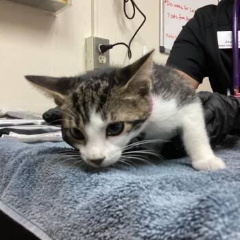 Truffles -  Domestic Short Hair Cat for Adoption in Lakeland, Florida - Truffles | PetCurious