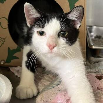 Luna -  Domestic Short Hair Cat for Adoption in Baltimore, Maryland - Luna | PetCurious