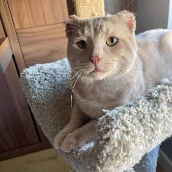 Teddy -  Domestic Short Hair Cat for Adoption in Chicago, Illinois - Teddy | PetCurious