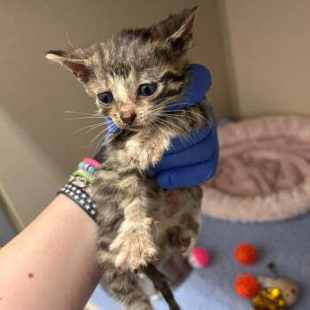 Carisi -  Domestic Short Hair Cat for Adoption in Marshalltown, Iowa - Carisi | PetCurious