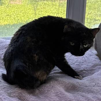 Rosaline -  Domestic Short Hair Cat for Adoption in Hemet, California - Rosaline | PetCurious