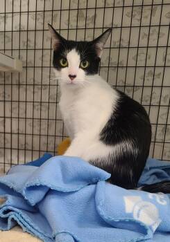 Patches -  Domestic Short Hair Cat Available for Adoption in Kirkland, Washington - Patches | PetCurious
