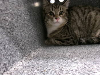 Rescue Domestic Short Hair Cats for Adoption in Clovis, New Mexico - 86000 | PetCurious