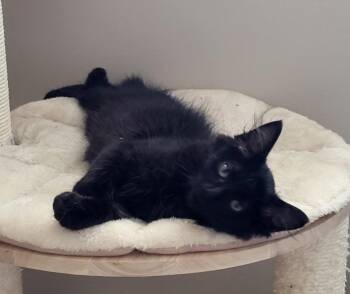 Domestic Short Hair Cats Available for Adoption in Bloomington, Indiana - Storm | PetCurious