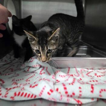 Stevie -  Domestic Short Hair Cat for Adoption in Spruce Pine, North Carolina - Stevie | PetCurious