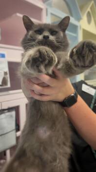 Rescue Domestic Short Hair Cats for Adoption in Charleston, South Carolina - Chevy | PetCurious