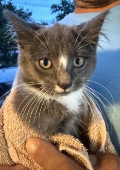 Micah -  Domestic Long Hair Cat for Adoption - Micah | PetCurious