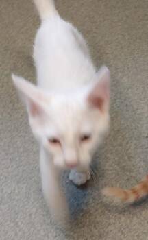 Domestic Short Hair Cats Available for Adoption - Confetti | PetCurious