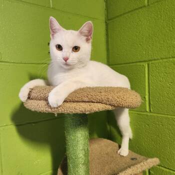 Domestic Short Hair Cats Available for Adoption in Bolingbrook, Illinois - Macy | PetCurious