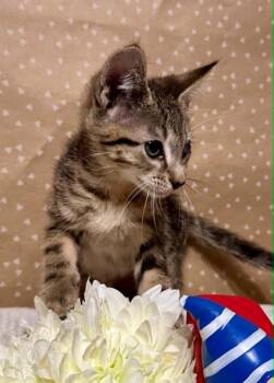 Warlow -  Domestic Short Hair Cat for Adoption in Groveland, Massachusetts - Warlow | PetCurious
