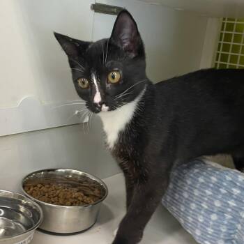 Matthew -  Domestic Short Hair Cat for Adoption in Tallahassee, Florida - Matthew | PetCurious
