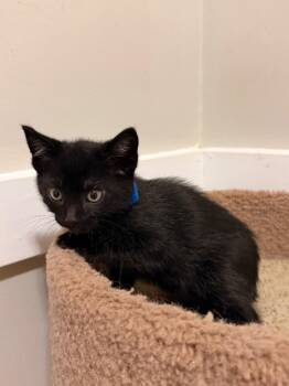 Domestic Short Hair Cats Available for Adoption in Newnan, Georgia - *Wigglebottom | PetCurious