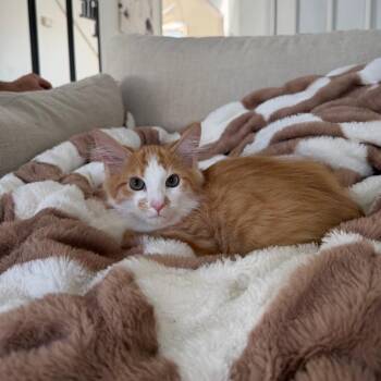 Roo -  Maine Coon and Domestic Long Hair Cat for Adoption in Chattanooga, Tennessee - Roo | PetCurious