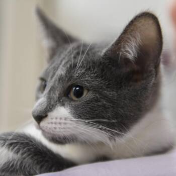 Squirrel -  Domestic Short Hair Cat for Adoption in Redwood City, California - Squirrel | PetCurious