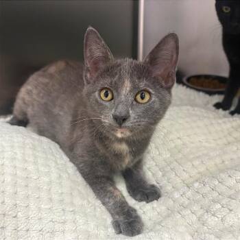 Angie -  Domestic Short Hair Cat for Adoption in Fort Lauderdale, Florida - Angie | PetCurious