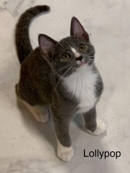 Rescue Domestic Short Hair Cats for Adoption in Saint Charles, Missouri - Lollypop | PetCurious