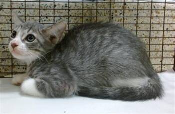 MARGE -  Domestic Short Hair Cat for Adoption in Doral, Florida - MARGE | PetCurious