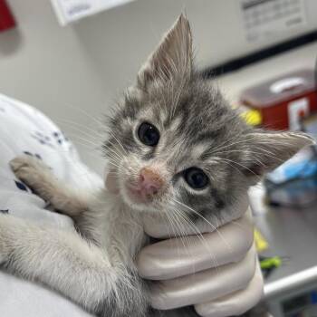 Nelson -  Domestic Short Hair Cat for Adoption in Lakewood, California - Nelson | PetCurious